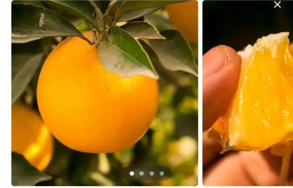 明星為了賣貨什麼話都說的出口，38元五斤橙子，口碑一落千丈