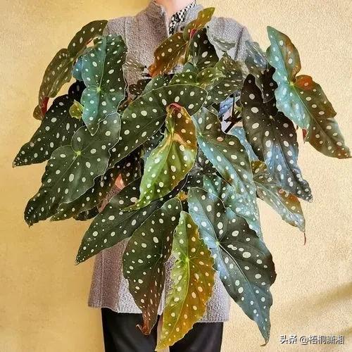 那些植物界的愛馬仕