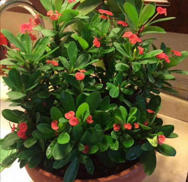 6種“勞模花”，四季能開花，家裡養一盆，賞花300天