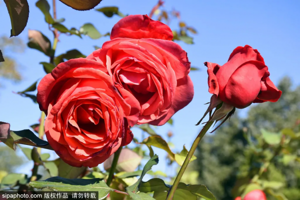 美爆了！這個寶藏公園藏著一大片花海，還有紅葉、銀杏！