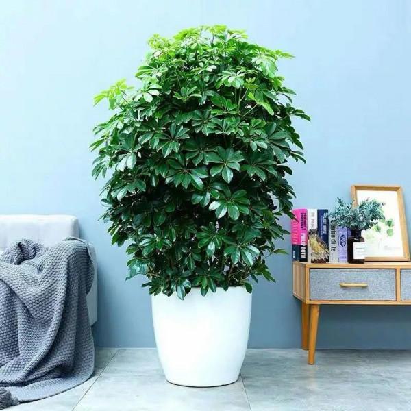 “家中養三花，旺人又旺家”，老祖先留下的經驗，真的有道理