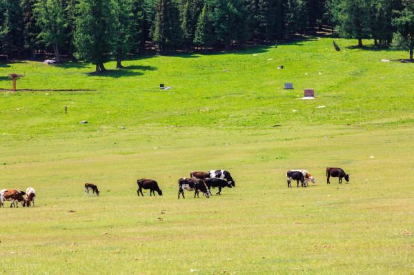 中國有三大山脈比阿爾卑斯山更長更高,你知道哪三個嗎? 中國有三大山脈比阿爾卑斯山更長更高,你知道哪三個嗎?