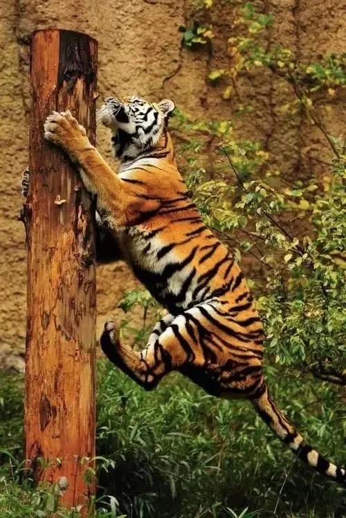 圖片分享：千姿百態的虎照來了，實屬精彩，值得收藏