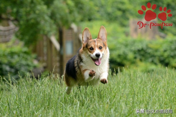 爪爪博士:狗狗被蟄傷的處理辦法 如何判斷是否沒事? 爪爪博士:狗狗被蟄傷的處理辦法 如何判斷是否沒事?