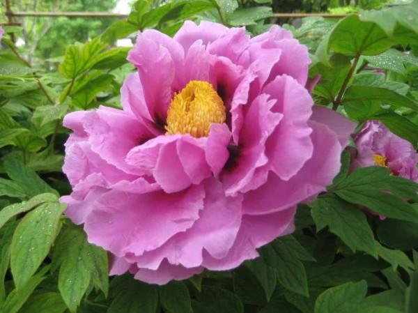 唐詩共賞（一）