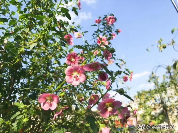 三角梅謝了，小木槿開了