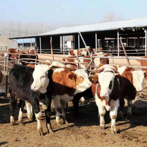 大叔零經驗創業養牛，靠堅持和誠信，銷售額過億成養殖界的牛人