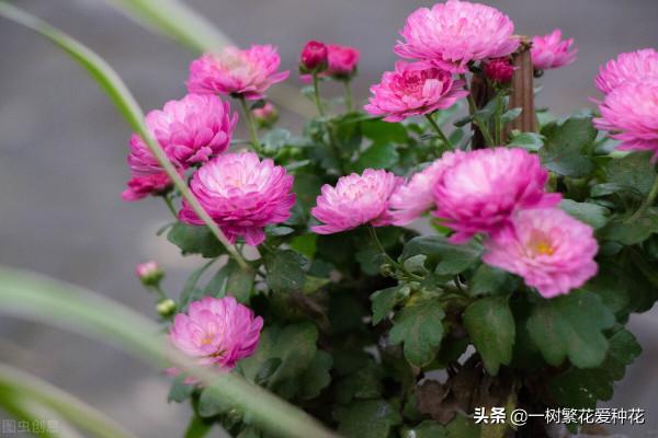 一年四季種啥花，推薦這56種花，詳細特點，讓你買到更適合自己的