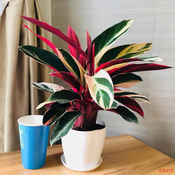 神仙顏值的七彩竹芋,養成窗臺水培盆栽,葉子晚上會立起來 神仙顏值的七彩竹芋,養成窗臺水培盆栽,葉子晚上會立起來