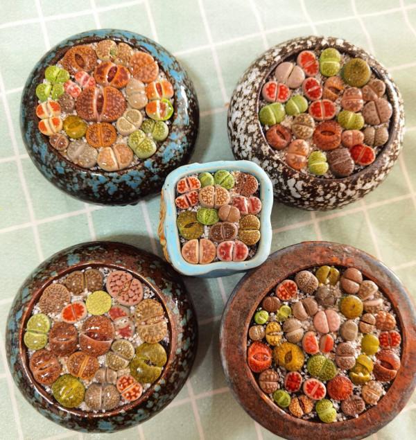 3種&OpenCurlyDoubleQuote;小綠植&rdquo;，耐旱耐陰很好養，半月澆次水，&OpenCurlyDoubleQuote;肥嘟嘟&rdquo;不停長