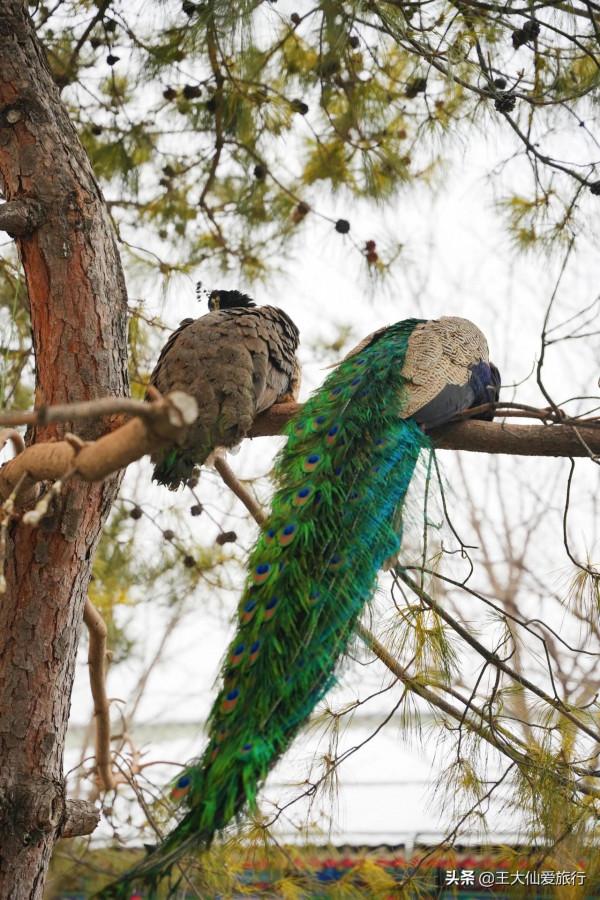 北京遛娃好去處感受在王府花園酒店擼貓的快樂