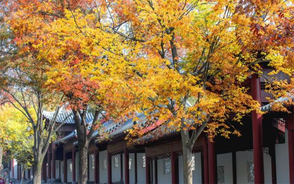 一入秋，南京就成了金陵