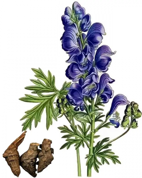 烏頭，祛風溼的毒酒材料