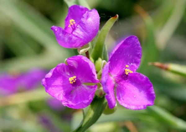 紫露草一一積極樂觀