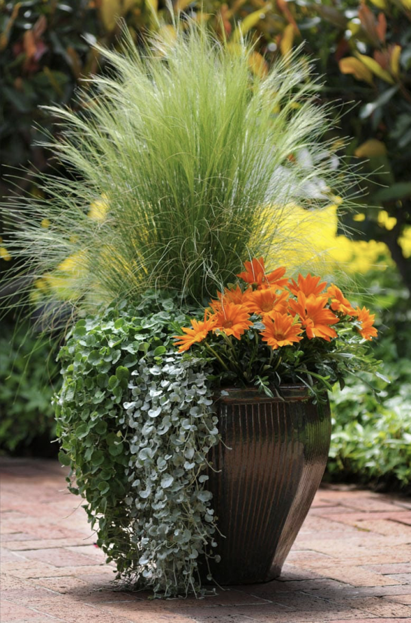 50個庭院植物搭配,幫你設計出絕美的治癒系小花園,收藏啦 50個庭院植物搭配,幫你設計出絕美的治癒系小花園,收藏啦