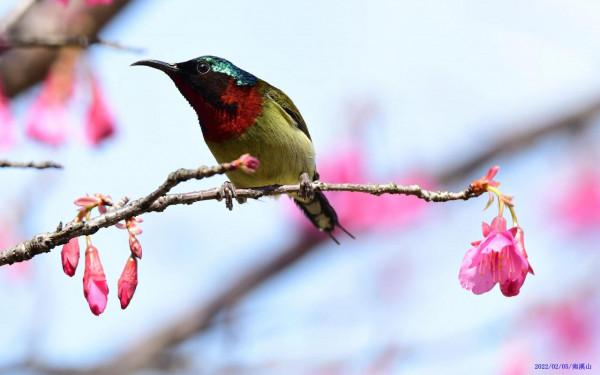 這是什麼鳥？顏值高