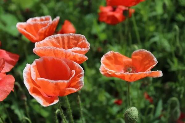 6種漂亮花&OpenCurlyDoubleQuote;不吉利&rdquo;，講究人一般不養，但是太漂亮，看著就喜歡