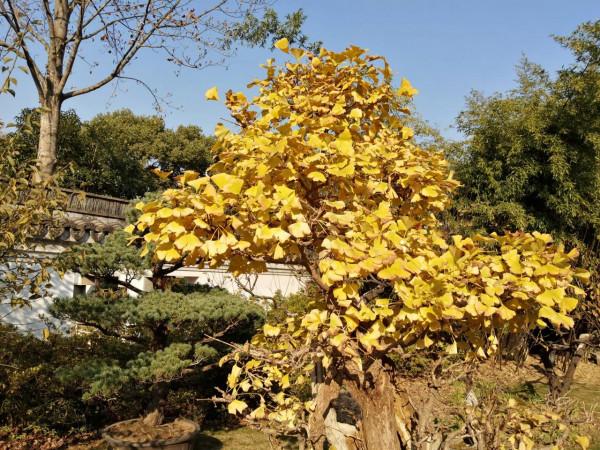 南翔時光（一）“古韻南翔”