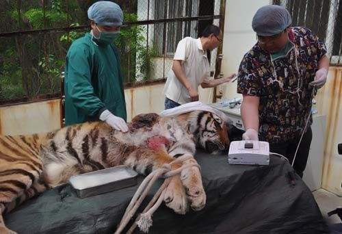 麻醉虎豹等大貓需要注意什麼？專家：要矇眼睛，它們愛記仇