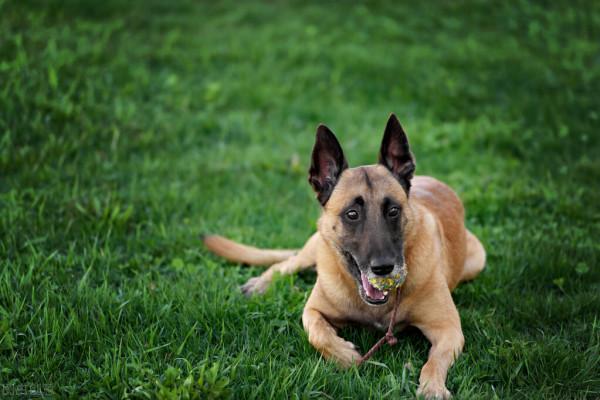 中國城市禁止養狗種,中華田園犬也在其中 中國城市禁止養狗種,中華田園犬也在其中