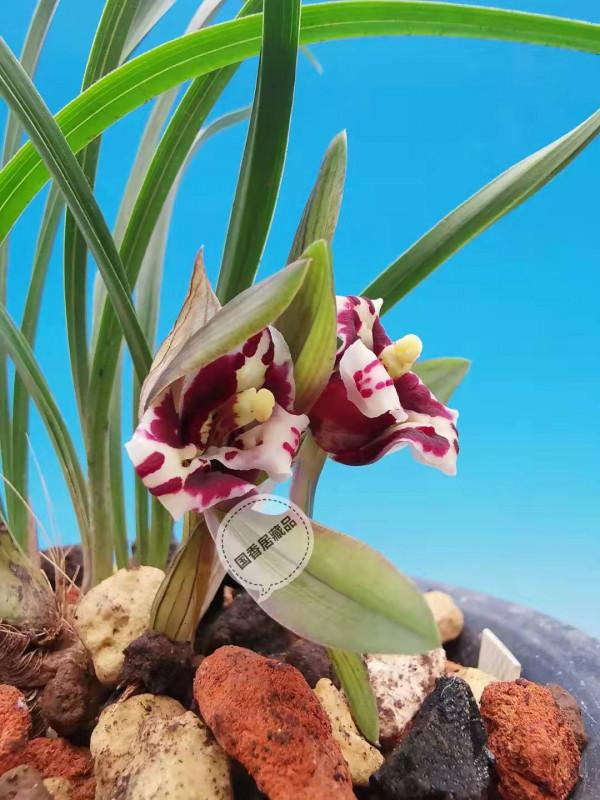 883：蘭花栽培還是要適當地給肥