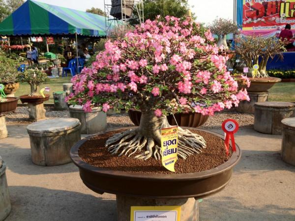 適合窮養的“5種花”，用小盆，少管一些更利於生長和開花