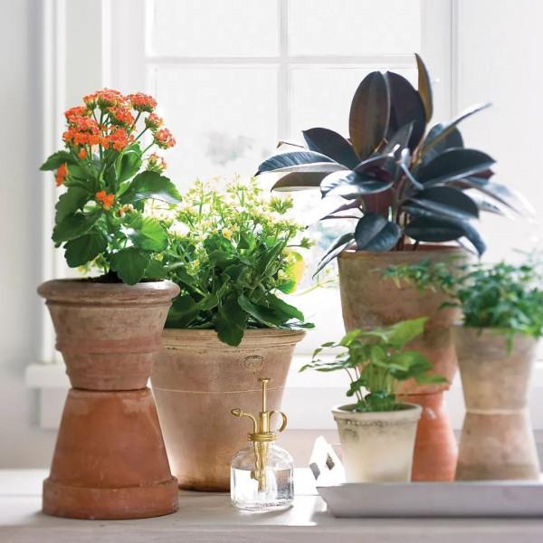 室內養盆栽植物很容易犯的5個錯誤，難怪植物狀態老是不好