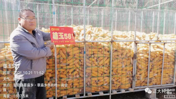 高產又抗旱,首選雄玉581 高產又抗旱,首選雄玉581