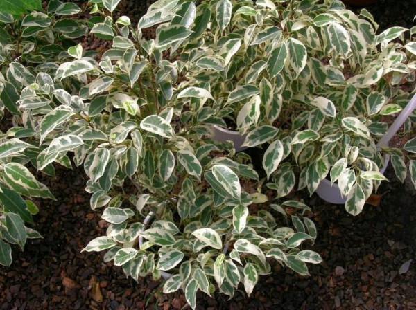 新微型空氣過濾盆栽-可可榕（花葉垂榕）