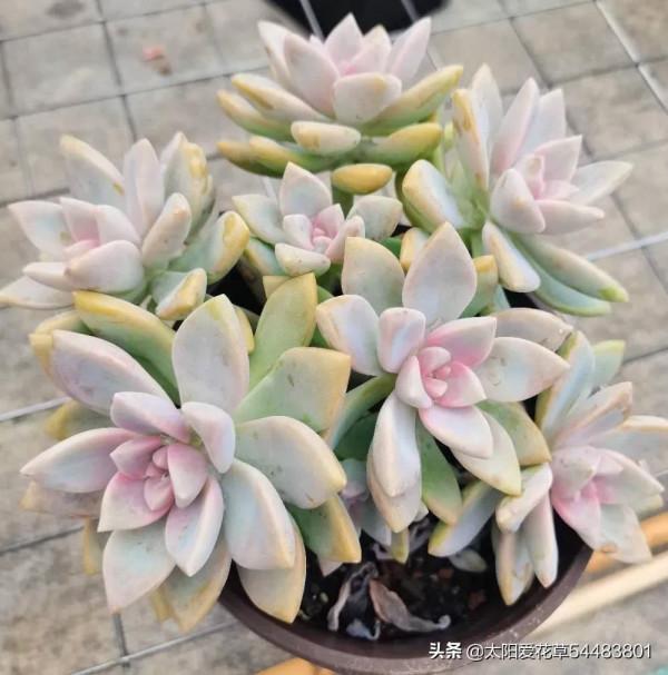 多肉紫霧怎麼養殖?掌握5點,出狀態粉嫩粉嫩的,太漂亮了 多肉紫霧怎麼養殖?掌握5點,出狀態粉嫩粉嫩的,太漂亮了