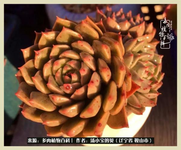 大東北的漫長冬季，我與多肉一起冬眠