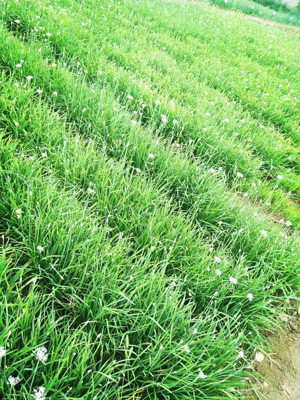 醃韭菜花，只加鹽不好吃！多放2種食材，鮮香味美，放一年不變質