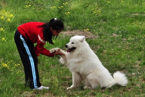 故事:韓國神奇&quot;哮天犬&quot;,化身最強家教監督孩子,它是怎麼被馴服的