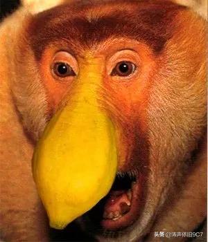 分享—奇特的動物(一) 分享—奇特的動物(一)