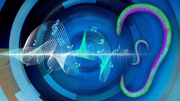 研究:無耳線蟲能透過其面板“聽到”聲波 研究:無耳線蟲能透過其面板“聽到”聲波