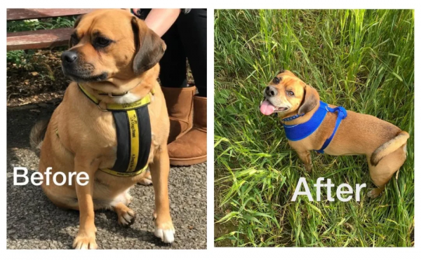 狗子因過於肥胖被拋棄，新主人幫它減肥成功後脫胎換骨