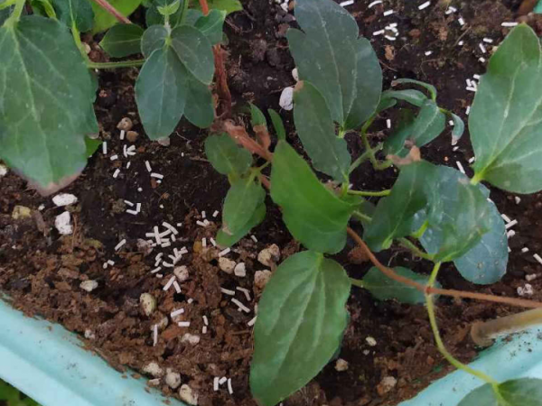 9種土別拿來養花，對花不好，容易黃葉爛根