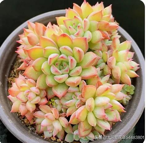 9種口碑非常好的多肉,易養護,出狀態又仙又美 9種口碑非常好的多肉,易養護,出狀態又仙又美