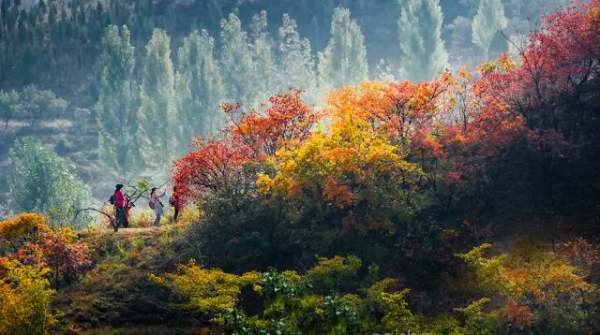 靈山秀水,漫山紅葉......一到深秋,這個被人遺忘的世外桃源又美成仙! 靈山秀水,漫山紅葉......一到深秋,這個被人遺忘的世外桃源又美成仙!