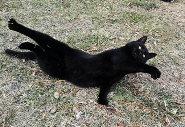 黑貓招邪還是辟邪?來看看世界各地關於黑貓的說法能有多離譜 黑貓招邪還是辟邪?來看看世界各地關於黑貓的說法能有多離譜