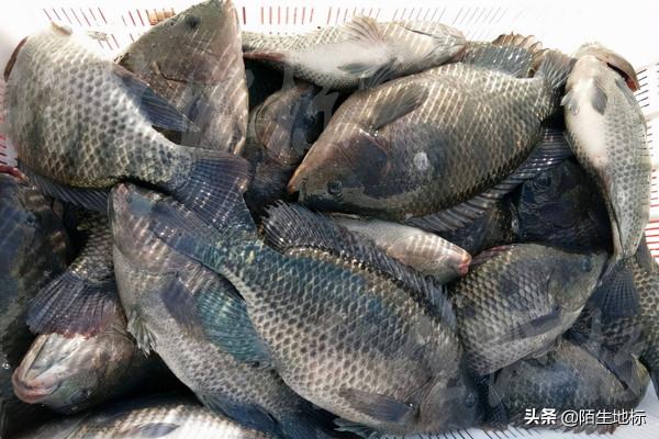 釣好「黑坑羅非魚」的秘密:配餌、選漂、調釣、從容應對 釣好「黑坑羅非魚」的秘密:配餌、選漂、調釣、從容應對