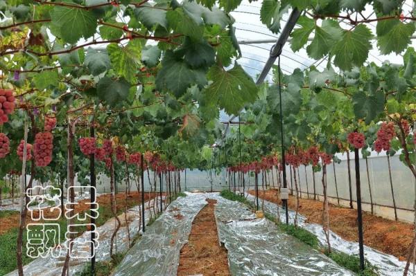 為什麼大家喜歡跳新品種的坑? 為什麼大家喜歡跳新品種的坑?