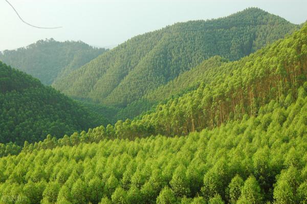 像唱山歌那樣，廣西種植桉樹可以想種就種嗎？