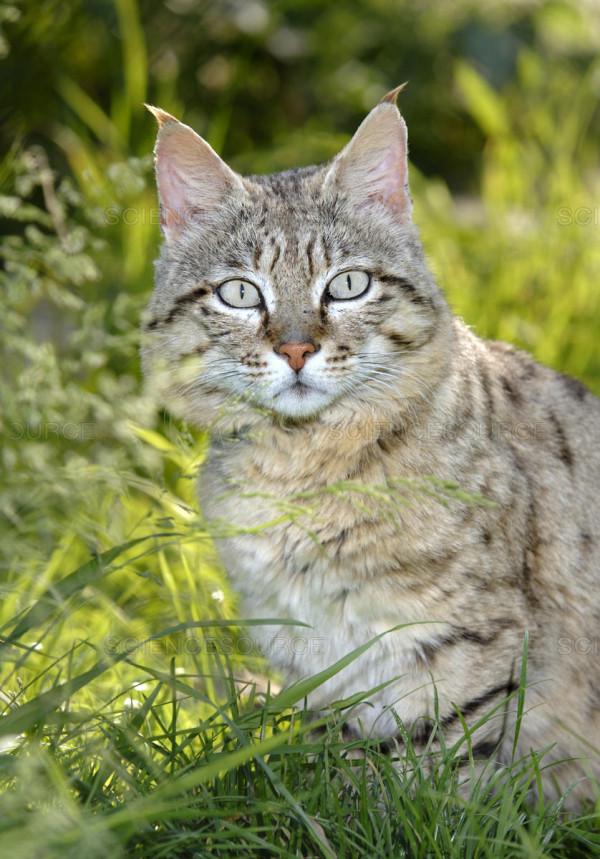 野貓並非家貓野化或“流浪貓”,現正因流浪貓面臨著嚴重的危機 野貓並非家貓野化或“流浪貓”,現正因流浪貓面臨著嚴重的危機
