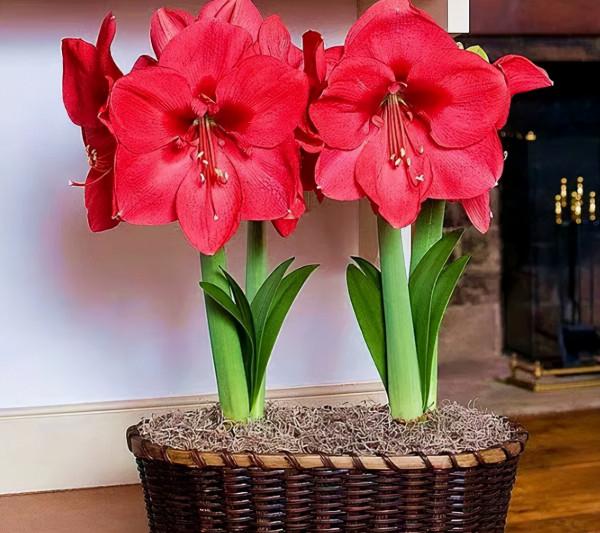 4種“富貴花卉”，家裡養一盆，喜慶又招財