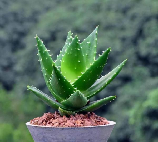 9種“健康花”，能吃能泡茶，客廳養一盆，清潔空氣，吉利大氣