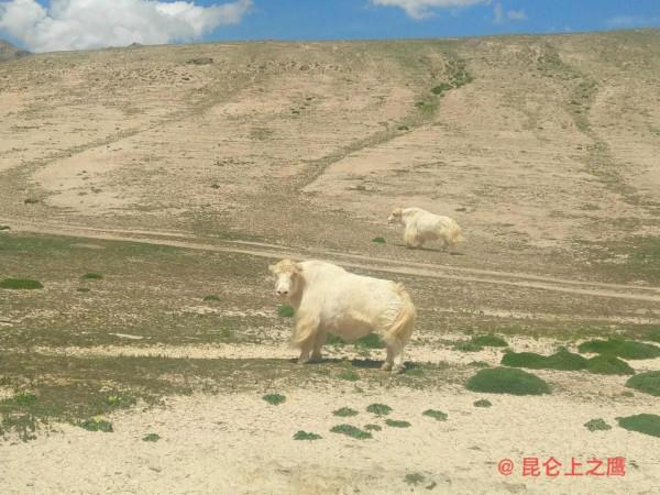 崑崙山的穿越——花石峽、冬給措納湖至香日德