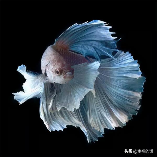 全世界最，最美的魚、最罕見的鳥，集齊了！大開眼界