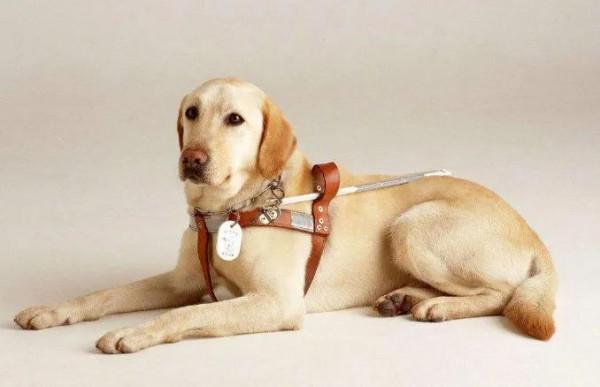 導盲犬，太可愛