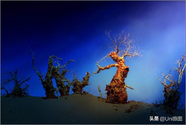 額濟納這些最美秋色,今年看不到了,來年你要去嗎? 額濟納這些最美秋色,今年看不到了,來年你要去嗎?